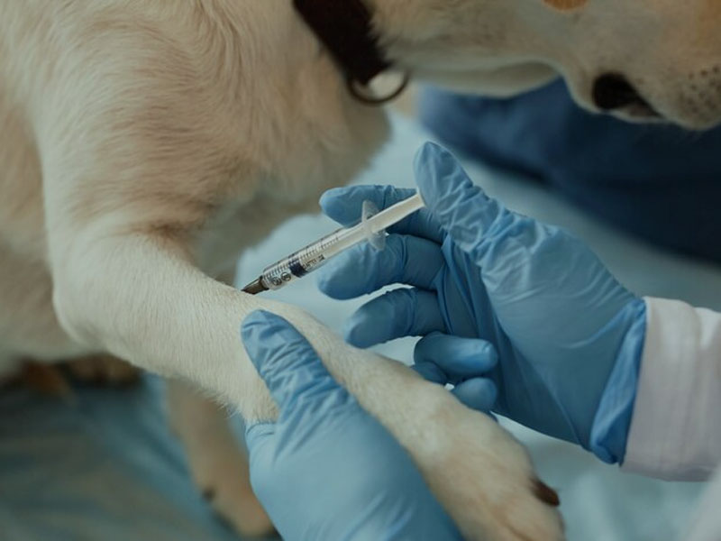 ວັກຊີນ AIM ເຜີຍແຜ່ຂໍ້ມູນເບື້ອງຕົ້ນຫຼ້າສຸດຂອງວັກຊີນ mRNA Rabies Vaccine ໃນ 